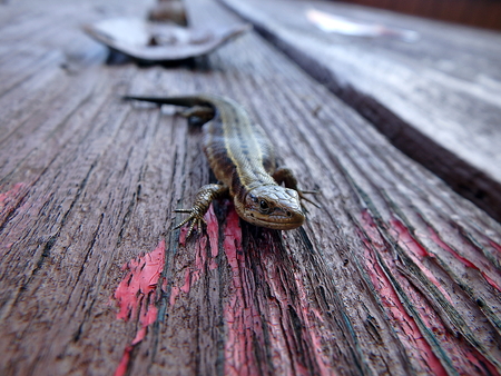 small, brown lizard on a wooden board, (Lacerta agilis)の写真素材