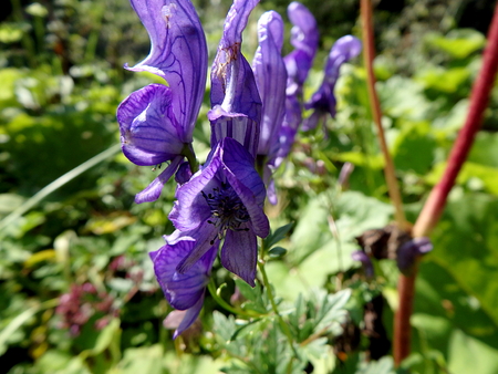 blue monkshood flower on meadow (Aconitum napellus)の写真素材