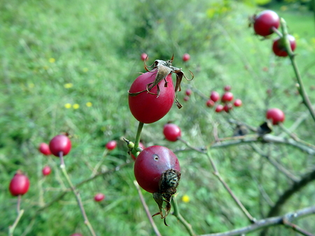 Red fruit of wild rose,(Rosa canina), Wild rose-hips on the bushの写真素材