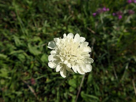 Yellow flower in the meadowの写真素材
