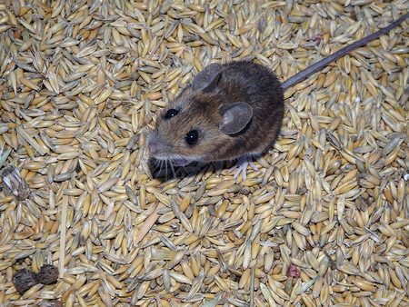 House mouse and oats,(Mus musculus)の写真素材