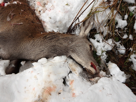 dead deer in snowの写真素材