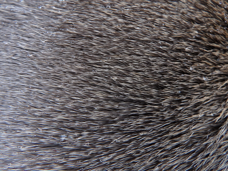 Close up of a deer fur as background, Furs of red deerの写真素材