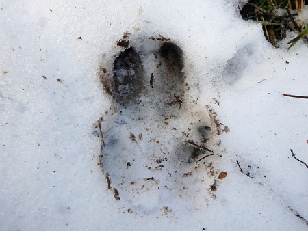 Wild boar track in the snowの写真素材