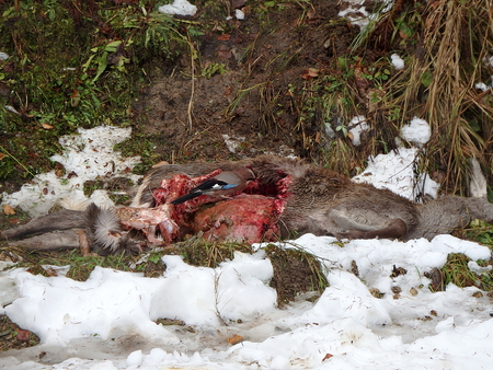 Eurasian jay - bird, Deer torn wolves and eurasian jay,(Garrulus glandarius), Deerskin torn wolves,の写真素材