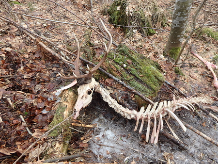 deer torn wolves, deerskin torn wolves,の写真素材