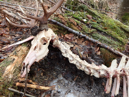 deer torn wolves, deerskin torn wolves,の写真素材