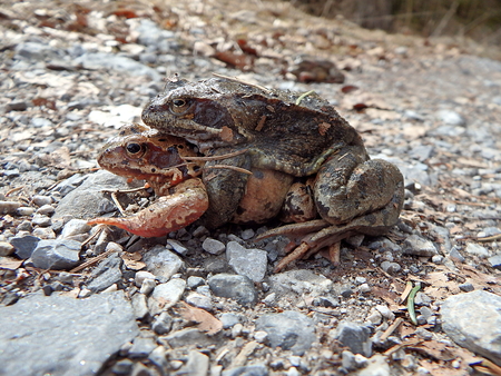 Two brown frog, (Rana temporaria), European common brown frogの写真素材