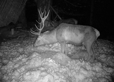 Red deer in the forest - photo traps at night - black and white, (Cervus elaphus),の写真素材