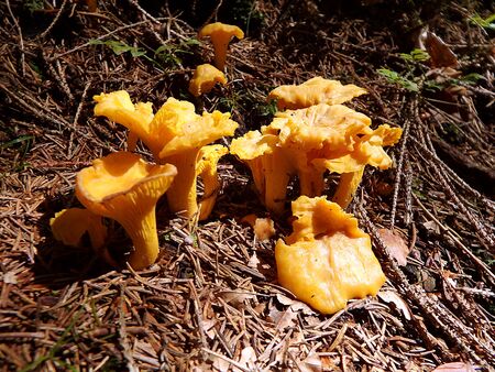 Golden chanterelle (Cantharellus cibarius, girolle)  yellow edible mushroom, Fungus in the natural,