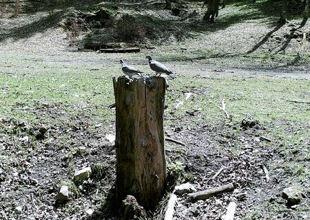 Common wood pigeon in forest (Columba palumbus), culver,の写真素材