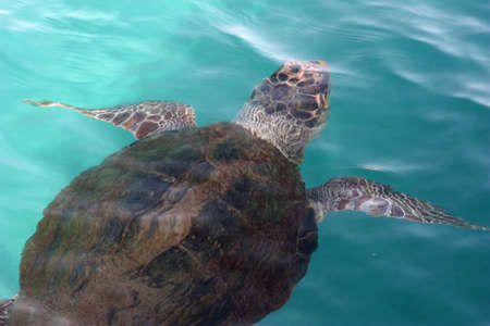 Caretta Caretta under waterの写真素材