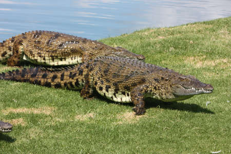 Crocodiles walking out of riverの写真素材