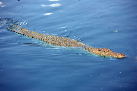 Cocodile in waterの写真素材