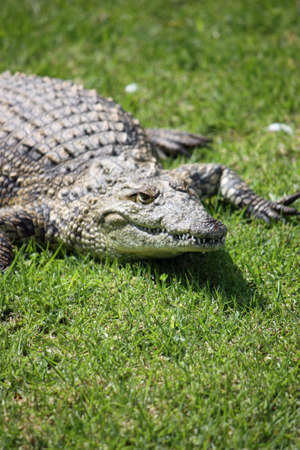 Crocodile on green grassの写真素材
