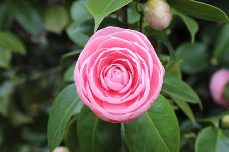 Camellia japonicaの写真素材