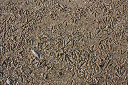 Birds steps in the beach sand