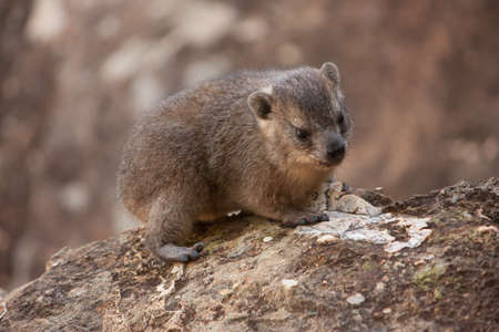 Dassie (rock hyrax)