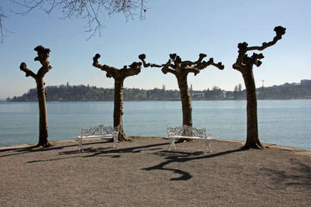 Place to rest at the Bodensee with trees and benchesの写真素材