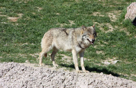 Wolf in the wild