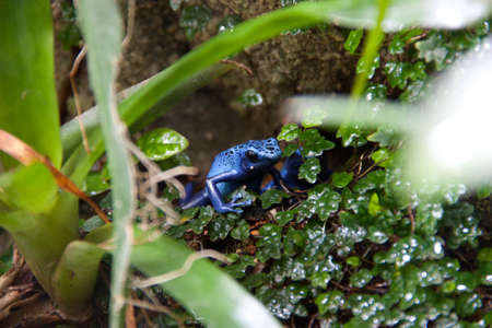 Blue frogの写真素材
