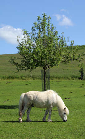 White horse at the fieldの写真素材