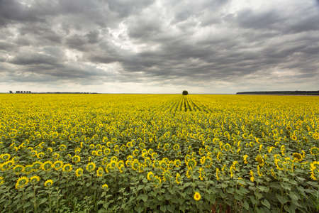 Sunflower field with a tree under cloudy skyの写真素材