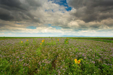 Sunflowers and purple flower field under cloudy sky