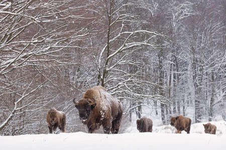 Bison family in winter day in the snow