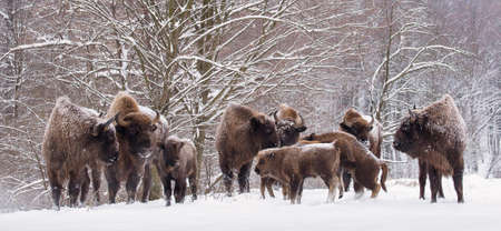 Bison family in winter day in the snow