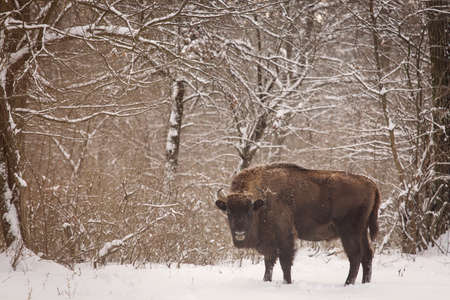 Bison winter day in the snow