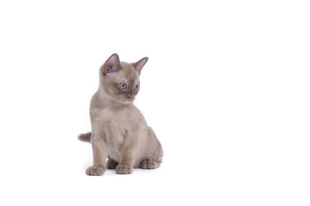 pretty little Burmese breed cat of pale color(straw-coloured). isolated over white backgroundの写真素材