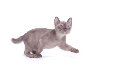 pretty little Burmese breed cat of pale color(straw-coloured). isolated over white backgroundの写真素材