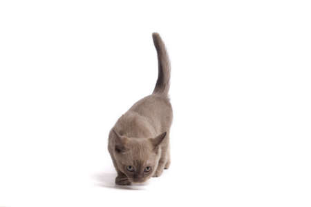pretty little Burmese breed cat of pale color(straw-coloured). isolated over white backgroundの写真素材