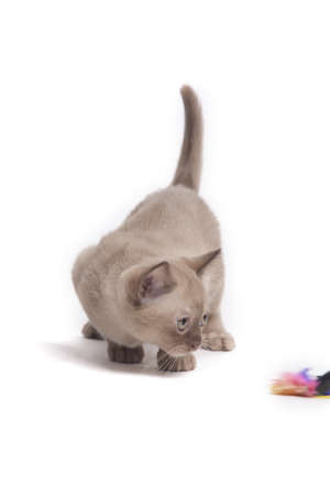 pretty little Burmese breed cat of pale color(straw-coloured). isolated over white backgroundの写真素材