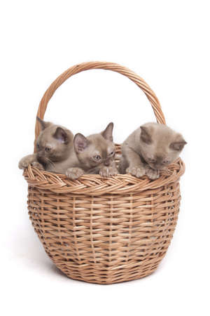 pretty little Burmese breed cat of pale color(straw-coloured). isolated over white backgroundの写真素材