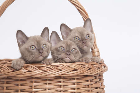 pretty little Burmese breed cat of pale color(straw-coloured). isolated over white backgroundの写真素材