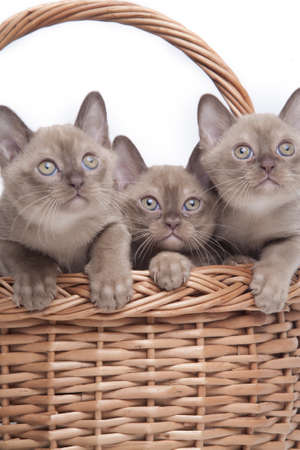 pretty little Burmese breed cat of pale color(straw-coloured). isolated over white backgroundの写真素材