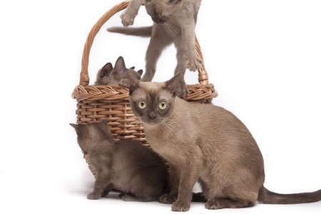 pretty little Burmese breed cat of pale color(straw-coloured). isolated over white backgroundの写真素材