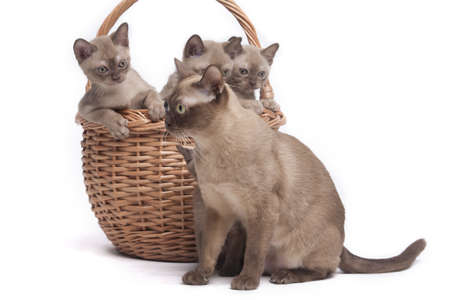 pretty little Burmese breed cat of pale color(straw-coloured). isolated over white backgroundの写真素材
