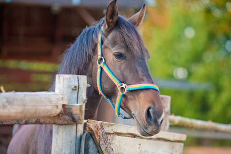 thoroughbred chestnut horse standing over the fence in stable outdoors