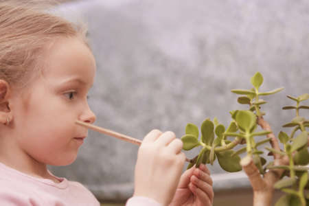 portrait of young concentraded little girl cleaning flower's leafs shot in household environmentの写真素材
