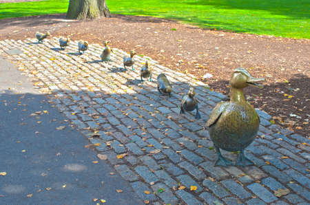 Mommy Duck and Eight Little Ducks as the  Symbol of Boston located in Public Garden  in Massachusetts, USA  HDR Image  Horizontal Compositionのeditorial素材