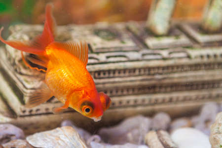 Ordinary Carassius Auratus Individual Fish Known as Golden Fish in Personal Aquarium Indoors. Horizontal Shotの写真素材