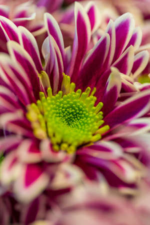 Macro Shot of Chrysanthemum Indicum Petals in Keukenhof Flowes National Park in Netherlands.Vertical Image Compositionの写真素材