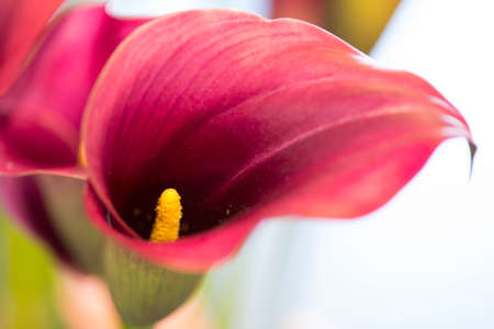 Macro of Zantedeschia of Sort Captain Promise in National Flowers Park Keukenhof in Netherlands. Horizontal Imageの写真素材