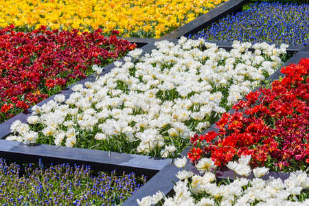 Lots of Colorful Dutch Tilips Placed in split Areas in Garden. Keukenhof National Park. Horizontal Shotの写真素材