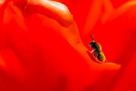 Honeybee on Petal Red Dutch Tulip in Park