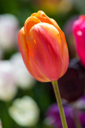 National Red -Yellow Dutch Tulip in Keukenhof Park