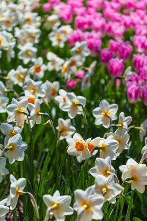 Keukenhof Walk of Fame Where All Tulips Have Their Special Names. Vertical Image Compositionの写真素材